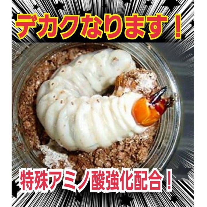 極上！ヒマラヤひらたけ菌糸瓶1500ml【5本】トレハロース、キトサン強化配合！