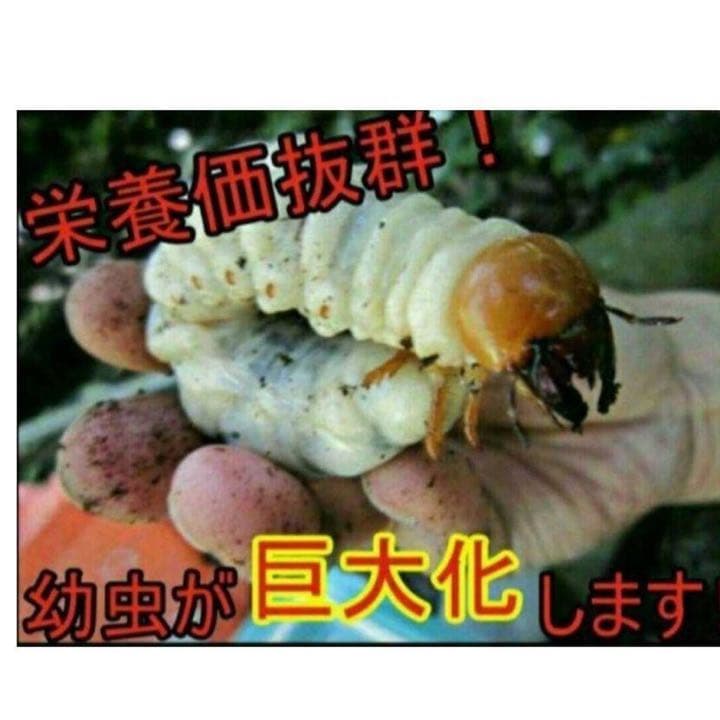 極上！ヒマラヤひらたけ菌糸瓶1500ml【5本】トレハロース、キトサン強化配合！