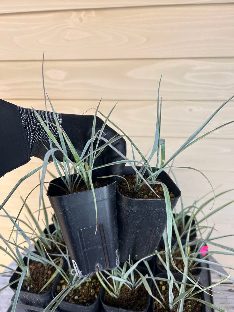 専用出品　耐寒性ユッカ　ロストラータ40株鉢植え発送