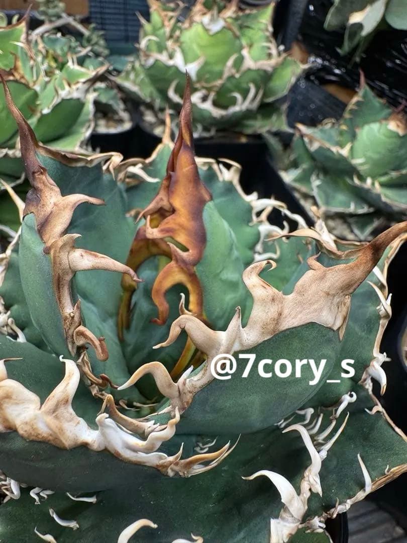 アガベ　オテロイ　実生　検】チタノタ