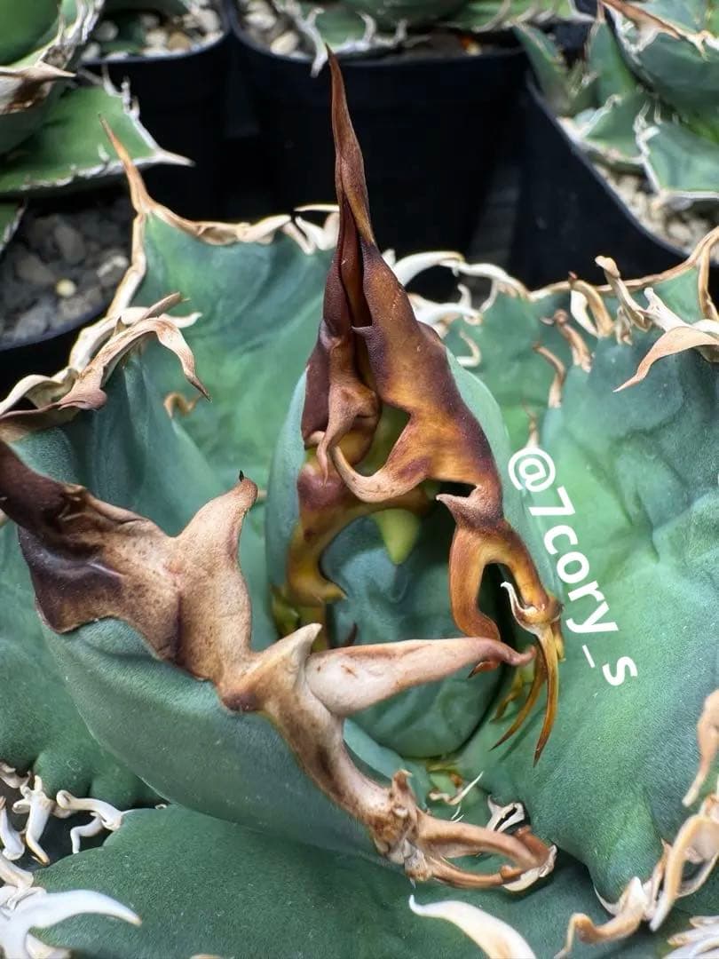 アガベ　オテロイ　実生　検】チタノタ