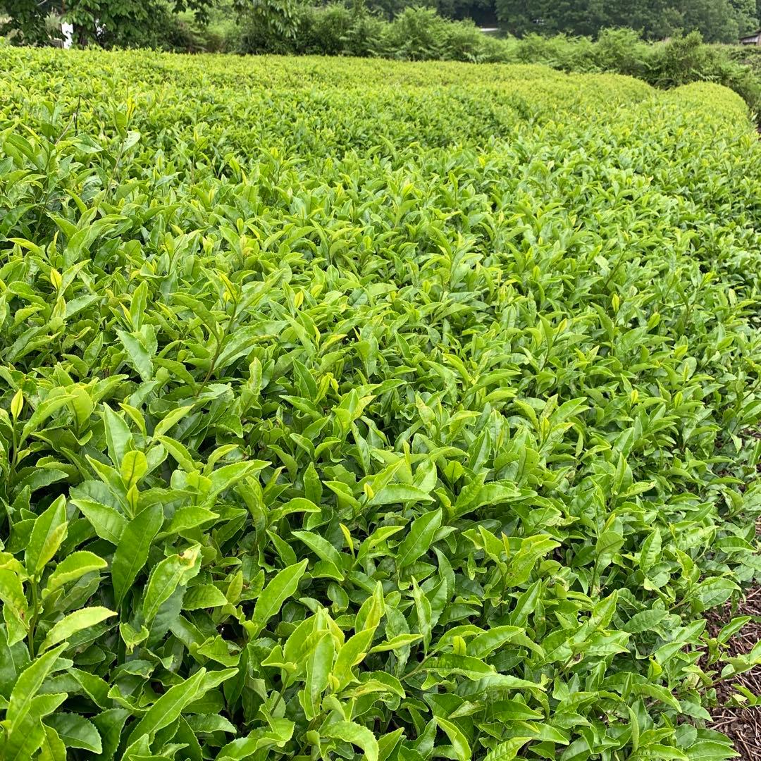 八女茶(特上煎茶)2袋(ほうじ茶)12袋(玄米茶)12袋ヒー