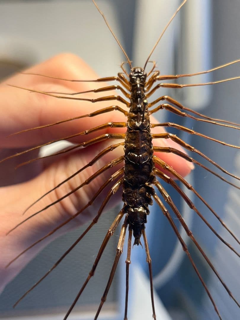 【珍標本】インドのゲジゲジ 奇蟲 昆虫 ムカデ人間サソリモドキタランチュラ