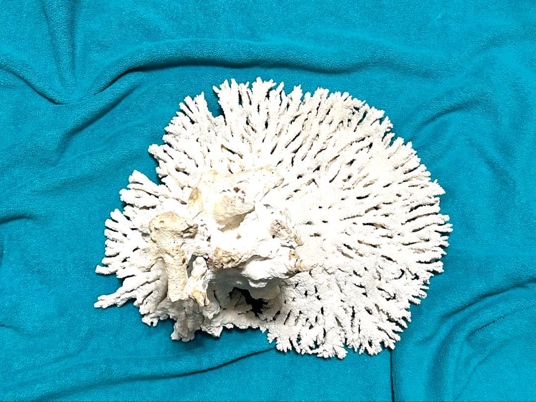 天然珊瑚(テーブル)②