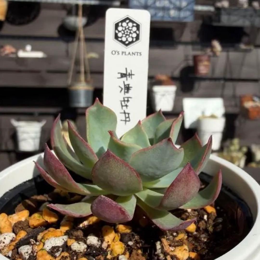 青典牡丹　オーズプランツ　 O'S PLANTS 多肉植物