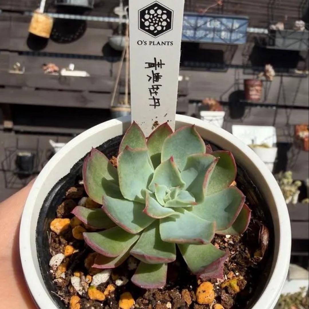 青典牡丹　オーズプランツ　 O'S PLANTS 多肉植物