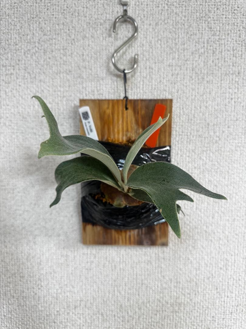 P. vellii ベリー　ビカクシダ　子株　oc株