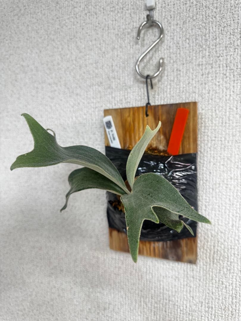 P. vellii ベリー　ビカクシダ　子株　oc株