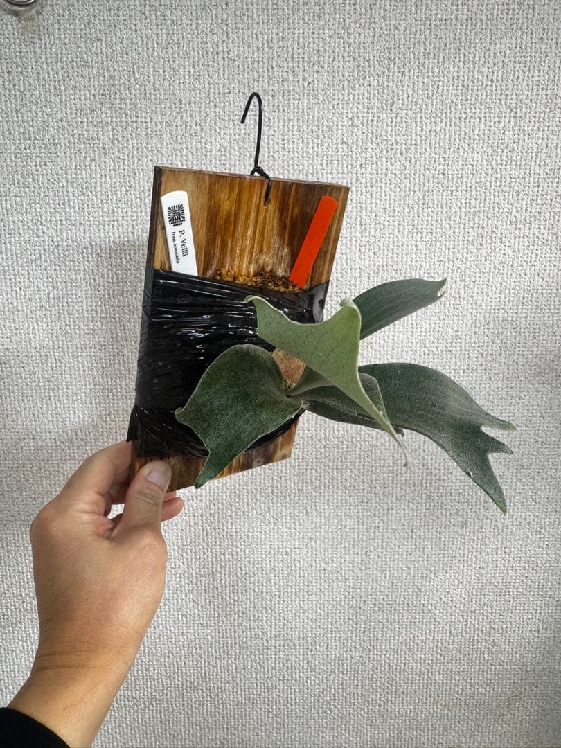 P. vellii ベリー　ビカクシダ　子株　oc株