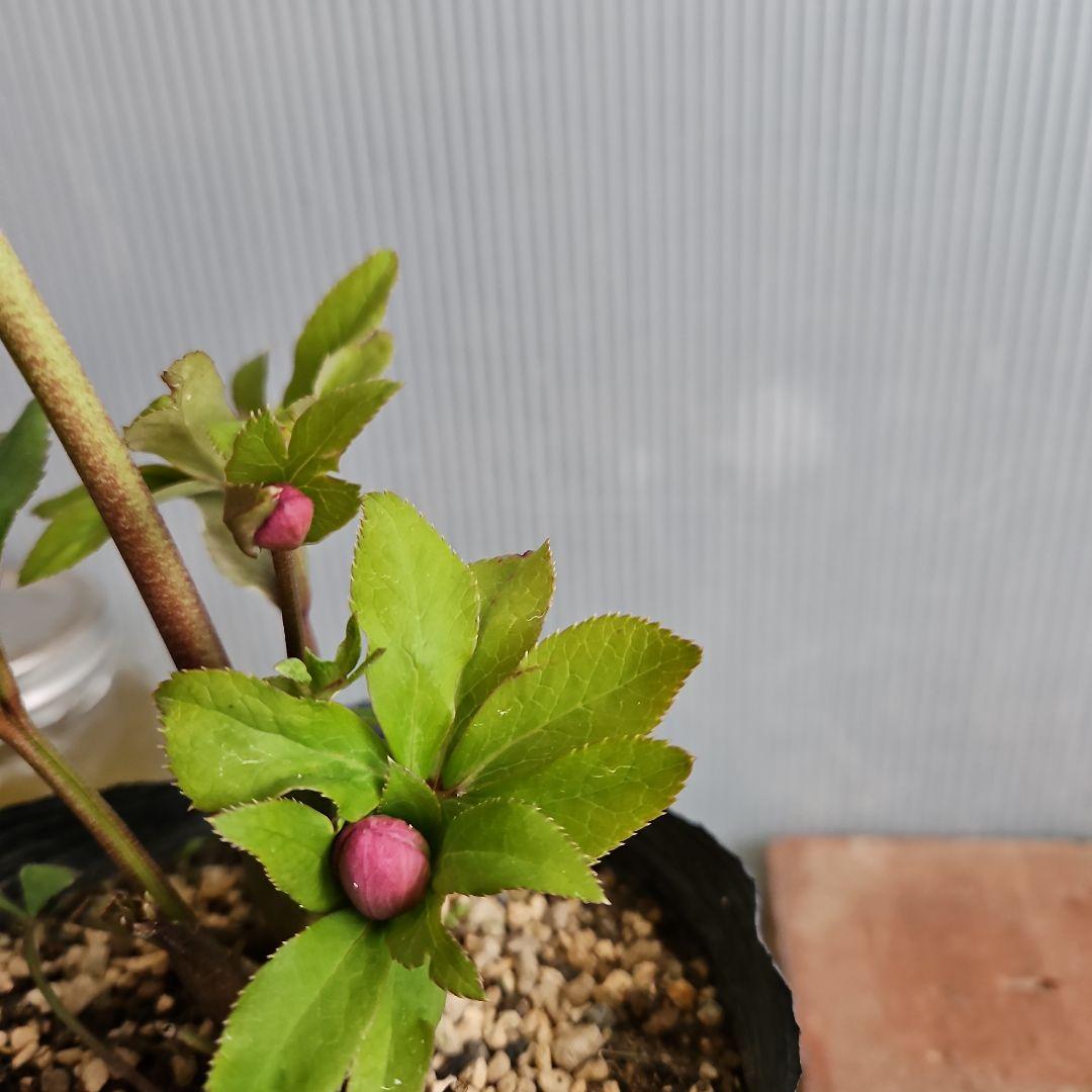 しろくま様ご購入苗㉖-200㉖-265クリスマスローズ