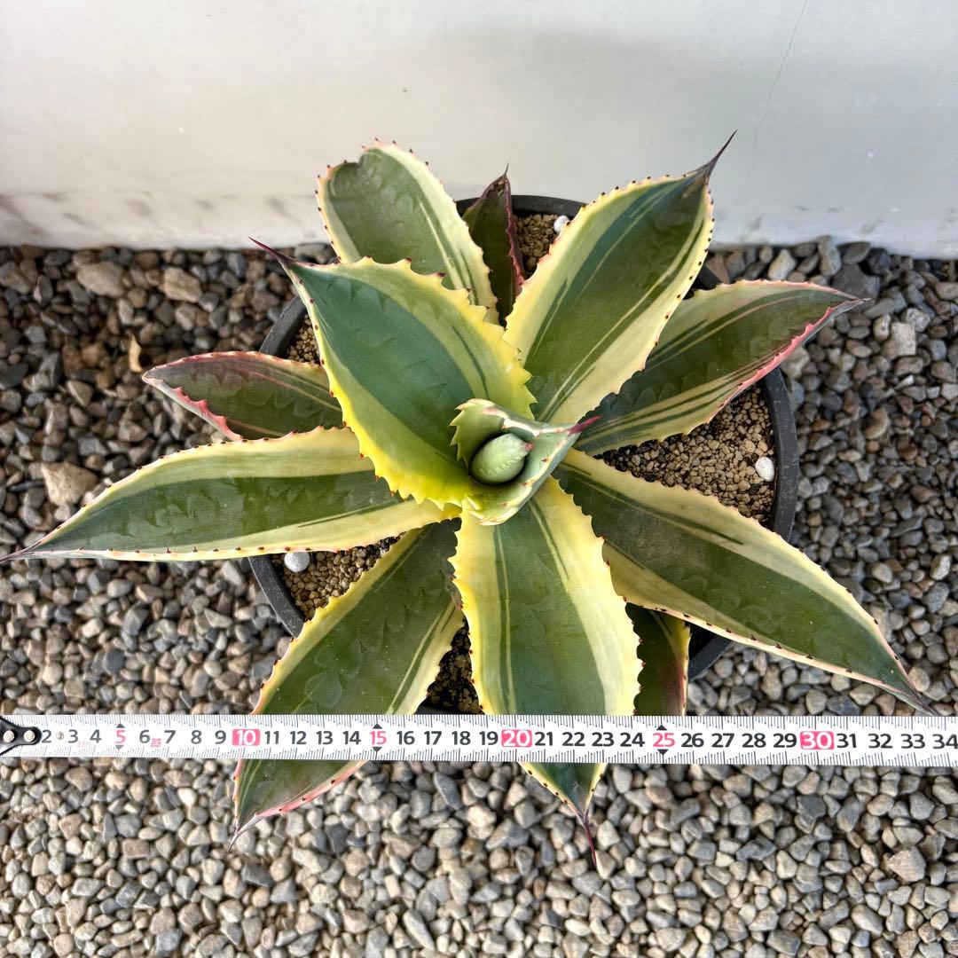 さののの太 　リップルエフェクト 2株セット