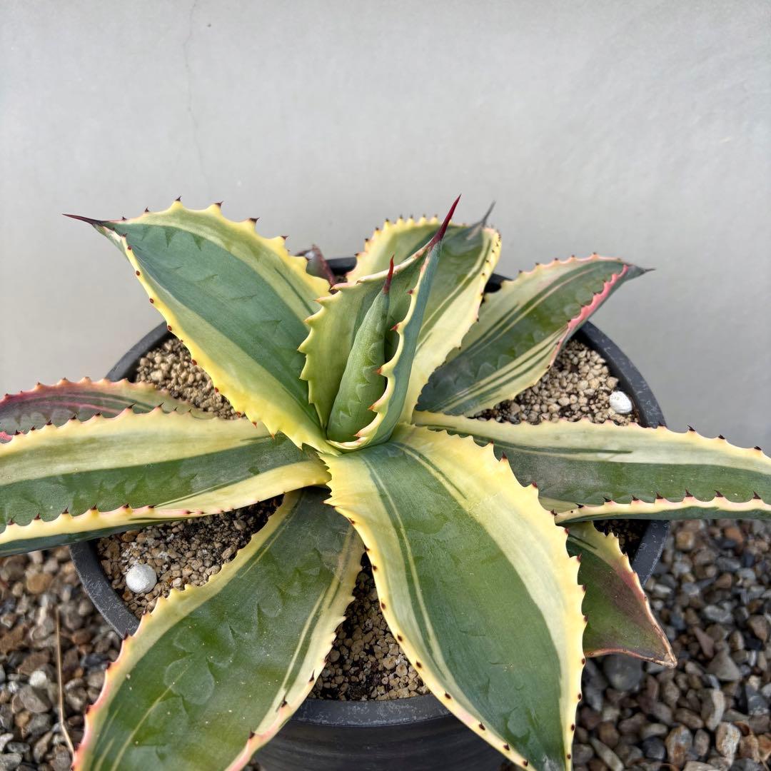 さののの太 　リップルエフェクト 2株セット