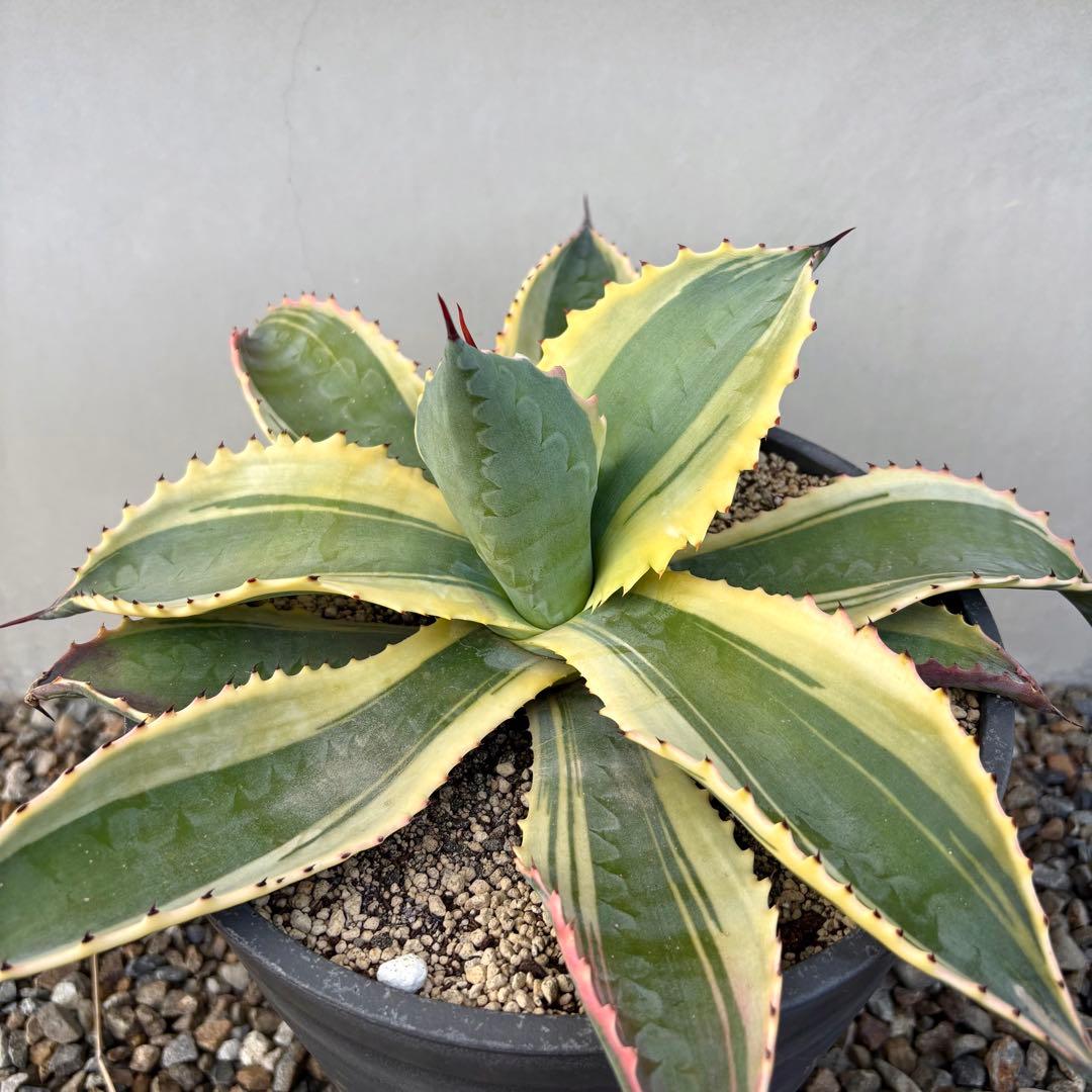 さののの太 　リップルエフェクト 2株セット