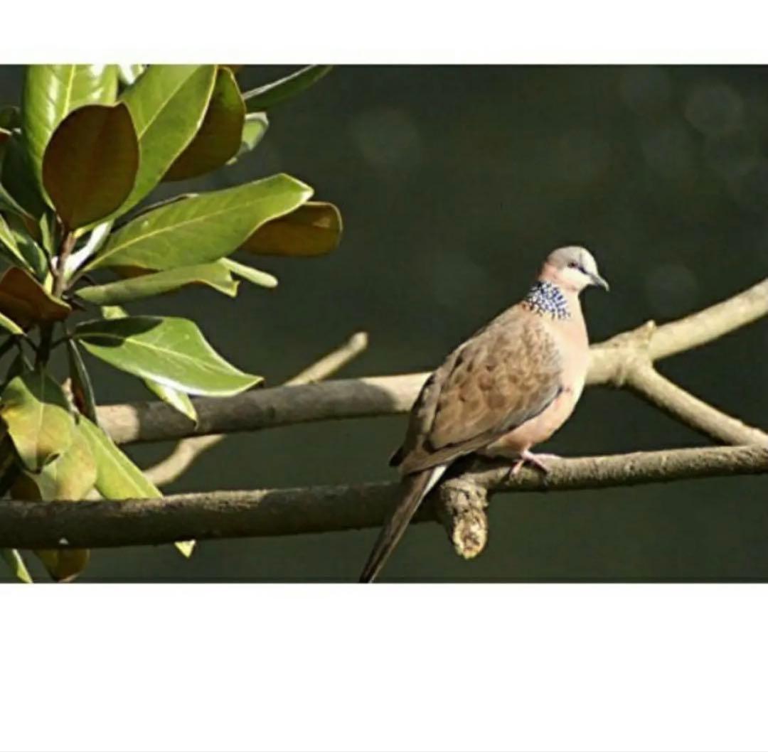 Canon EOS Mシリーズをお持ちの方におすすめ！アダプター付き