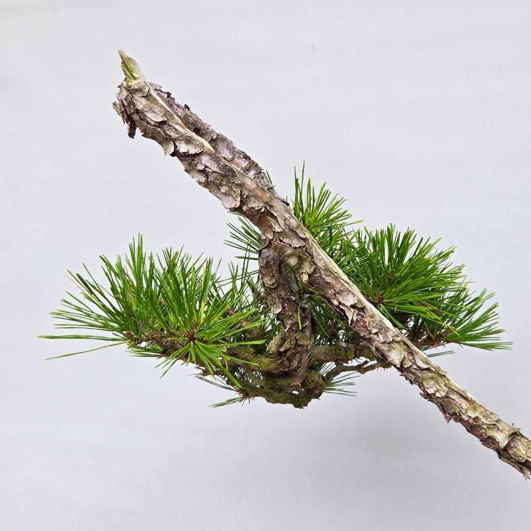 赤松　[山採り文人木]　中品盆栽