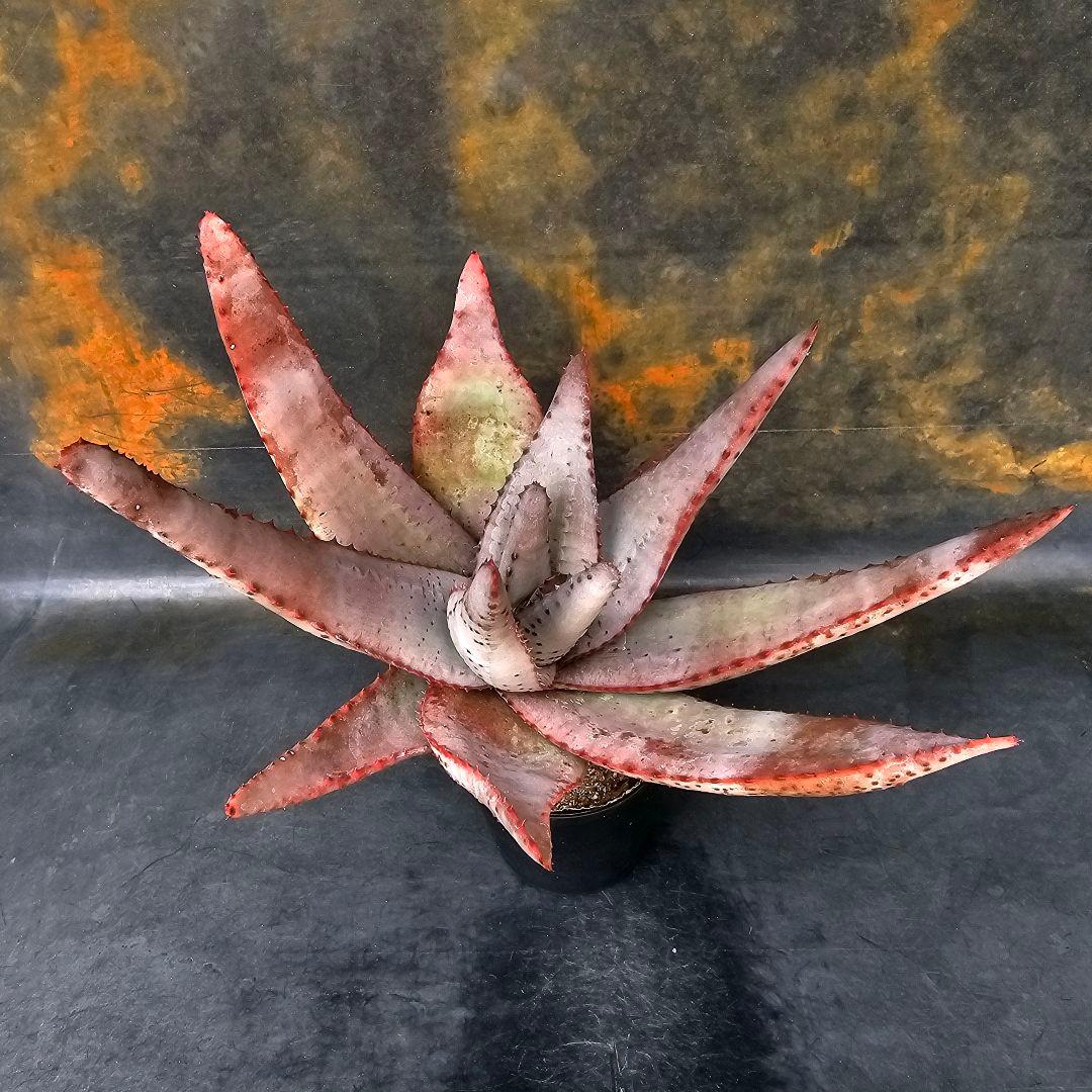 メルカリ便発送☆多肉植物 アロエ 達磨コニフェラ