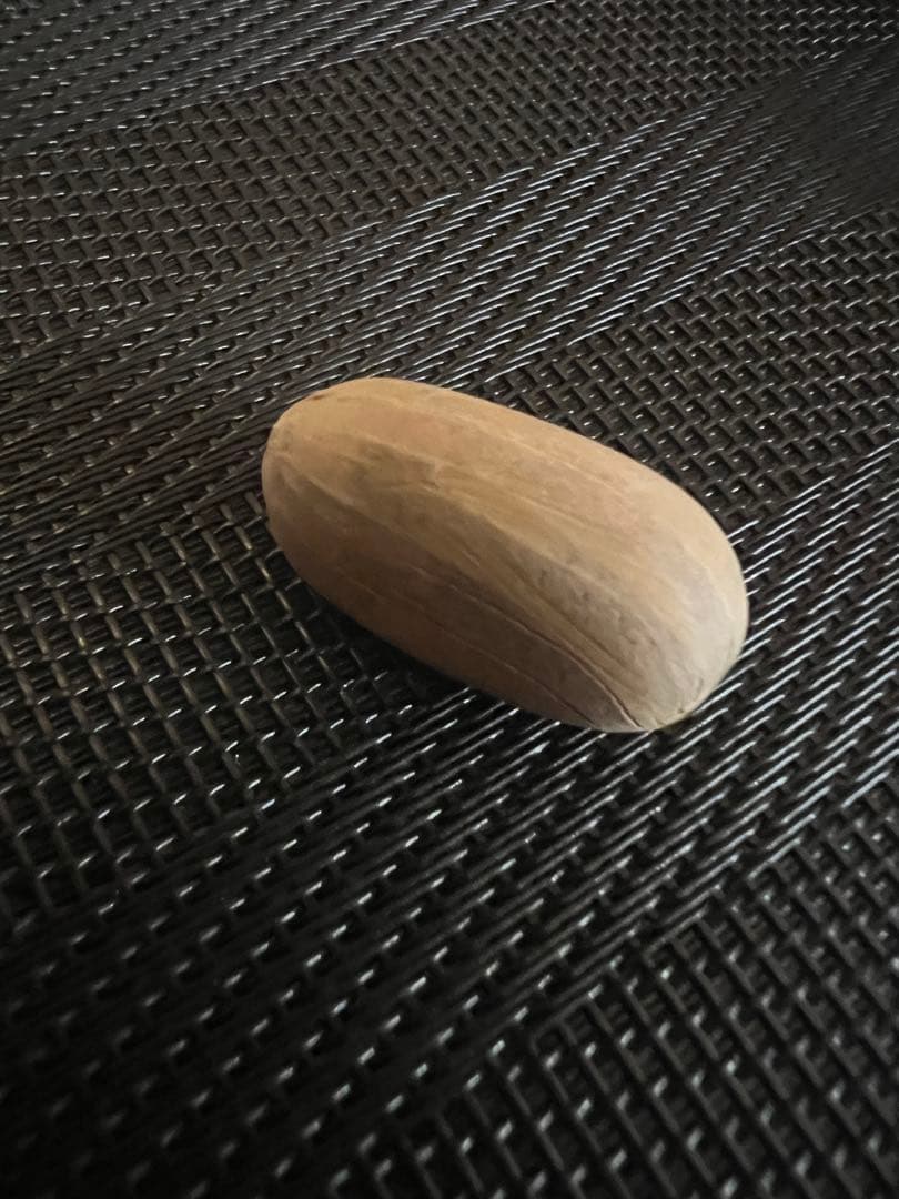 エンセファラルトス ホリダス 種子1粒 #LT9 ソテツ