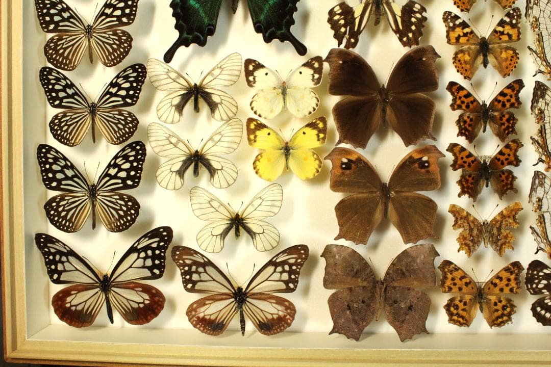k*3様 オオウラギンヒョウモン等　日本産蝶標本　21種　59頭　大型ドイツ箱入