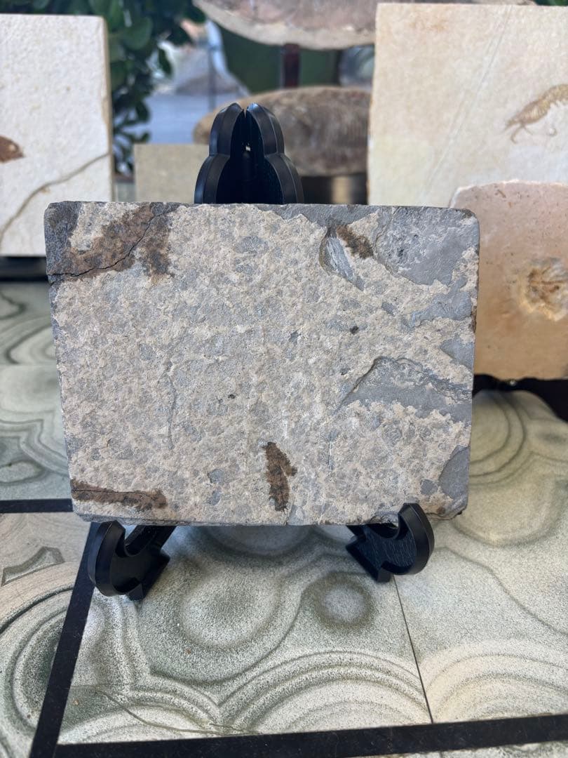 台付　オステオヒラス化石　鉱石　希少　インテリア