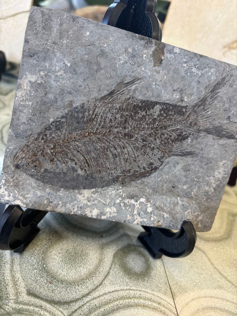 台付　オステオヒラス化石　鉱石　希少　インテリア