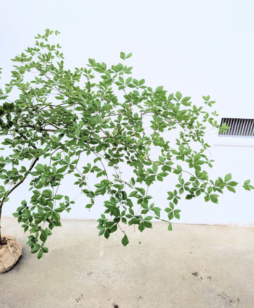 最終値下げ。。。山採りドウダンツツジ。