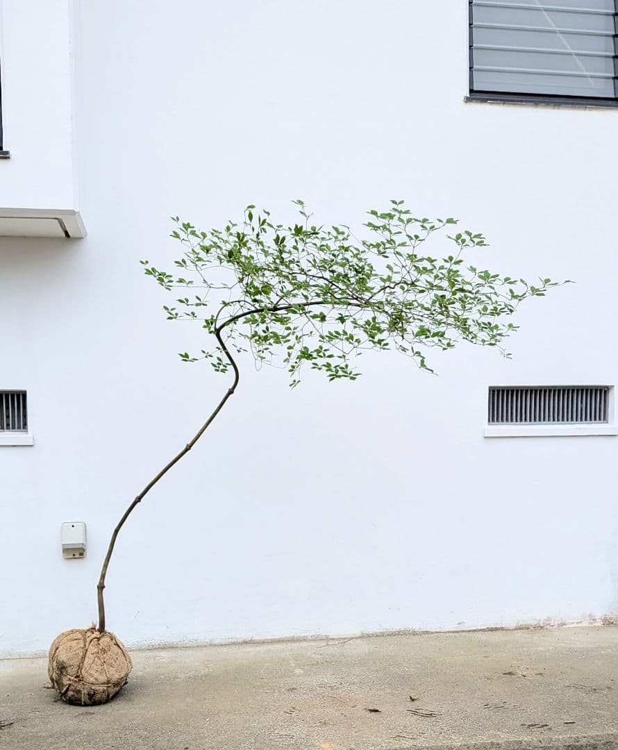 最終値下げ。。。山採りドウダンツツジ。