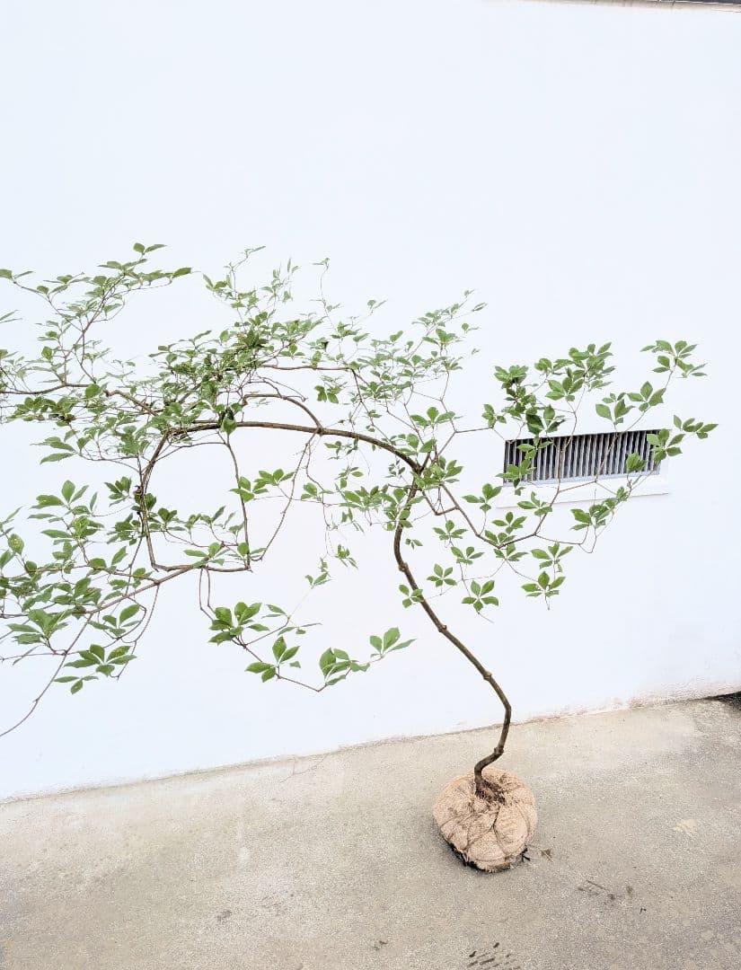 最終値下げ。。。山採りドウダンツツジ。