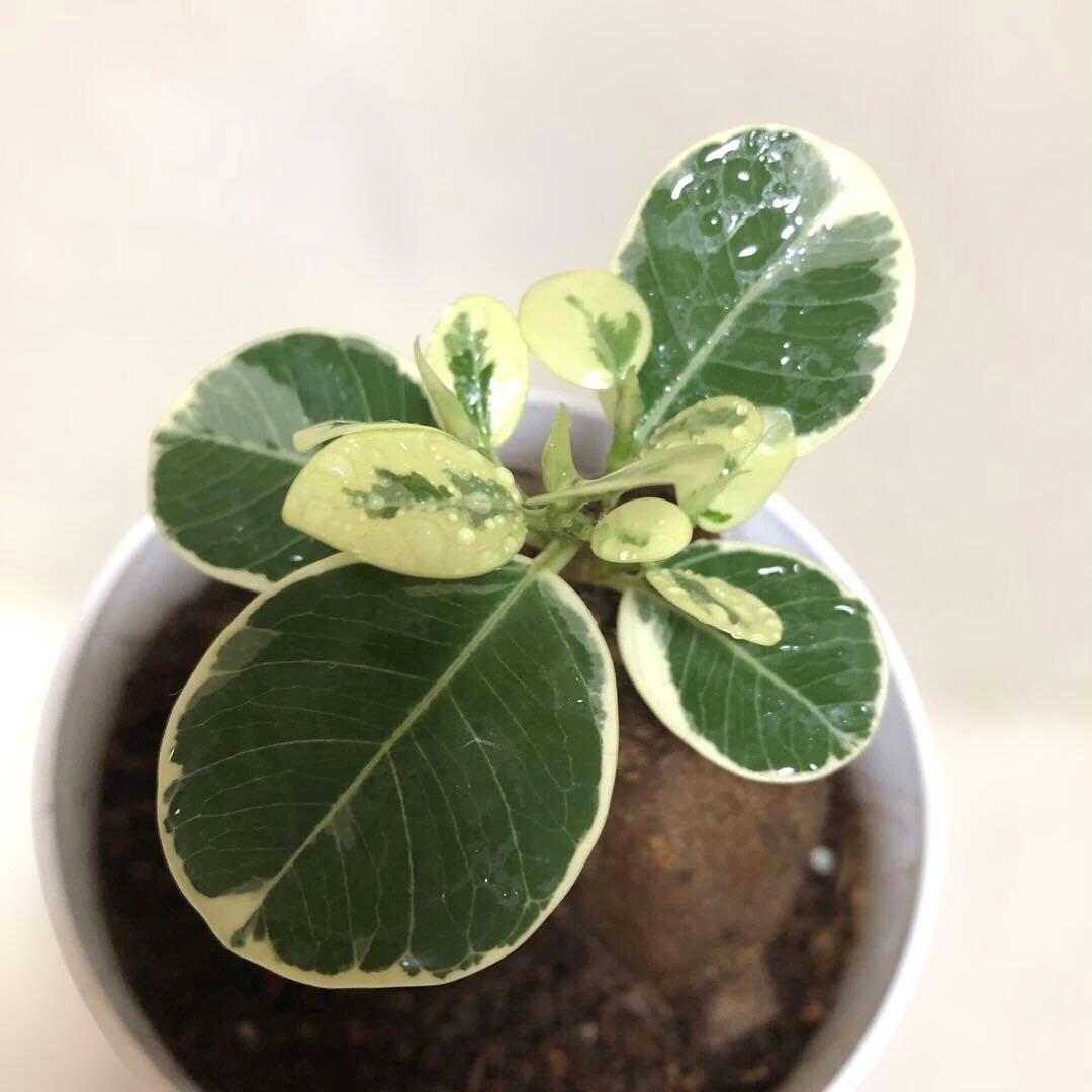 【大きめ】パンダ　ガジュマル　斑入り　接木