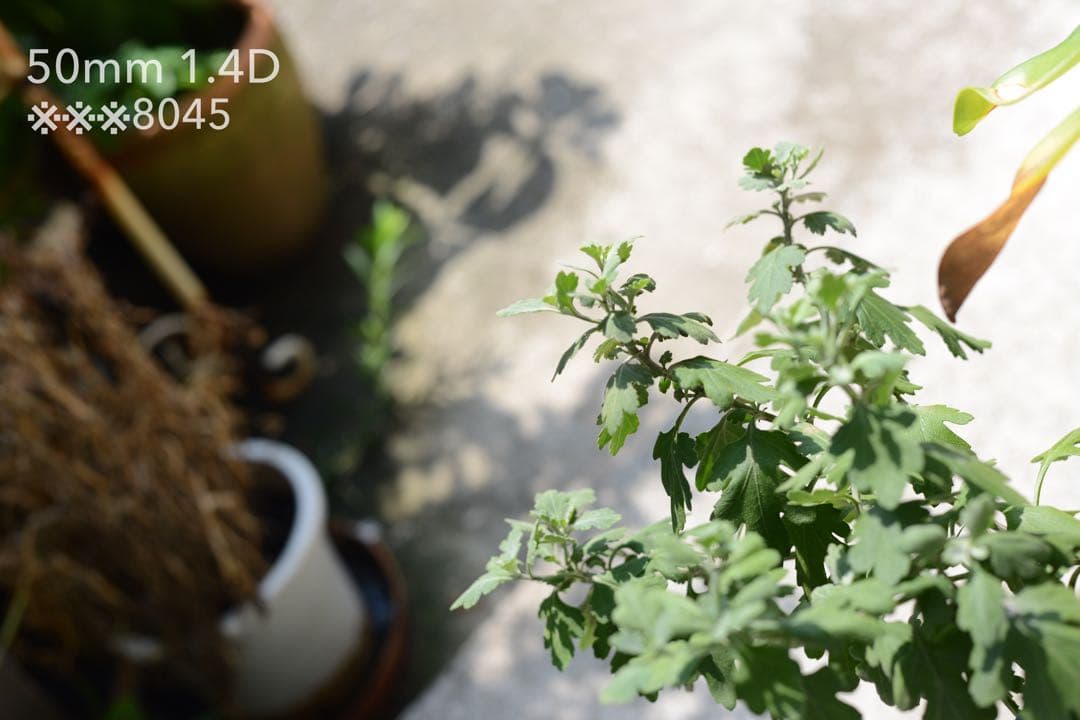 レンズ(単焦点) Nikon AF NIKKOR 50mm f1.4D