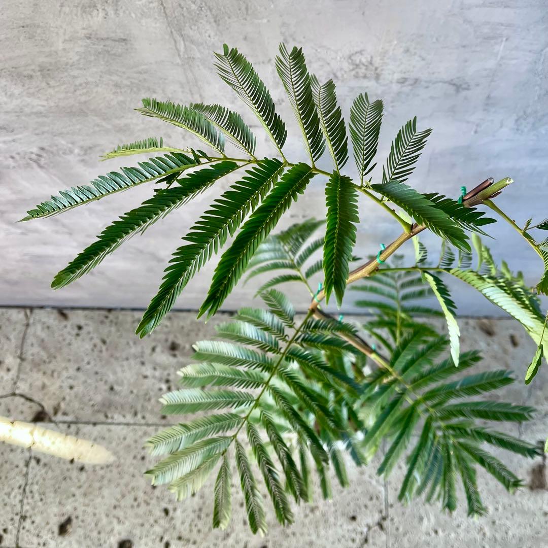 大型　エバーフレッシュ　曲がり　陶器鉢　植え込み発送