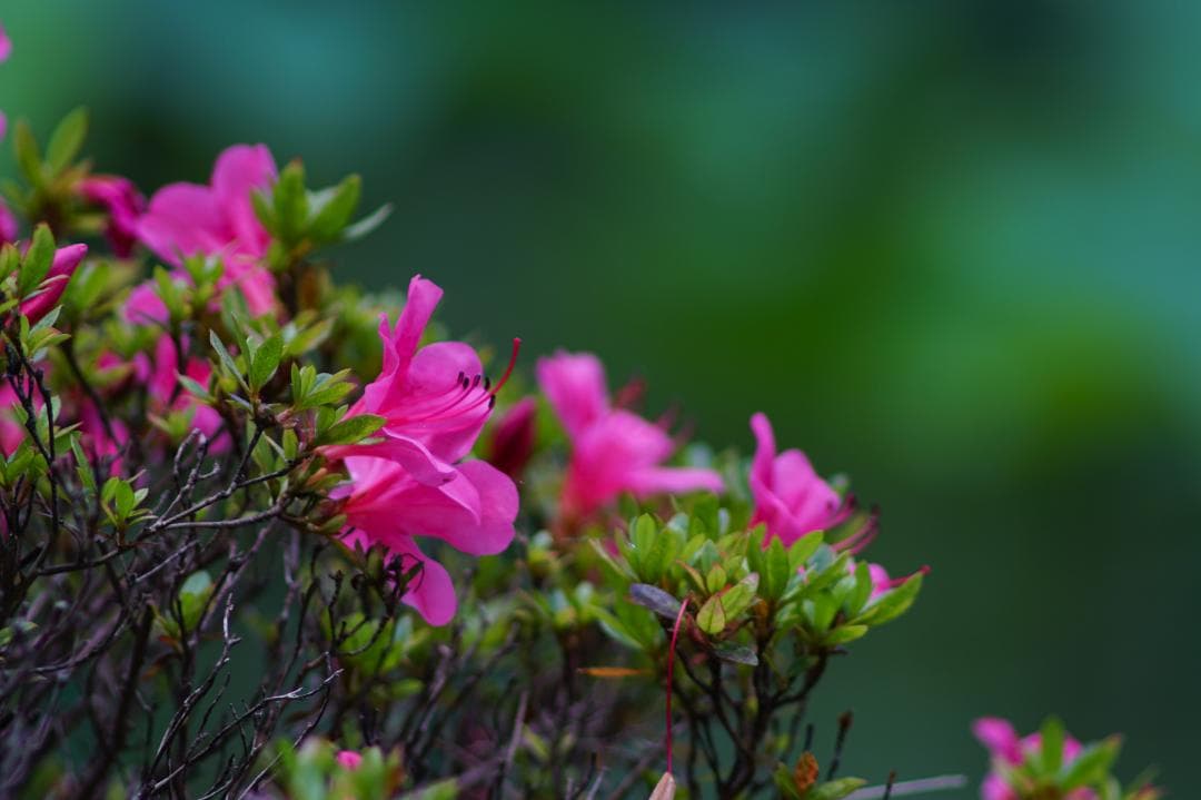 [良品/作例] Canon New FD 300mm f4 キヤノン 望遠