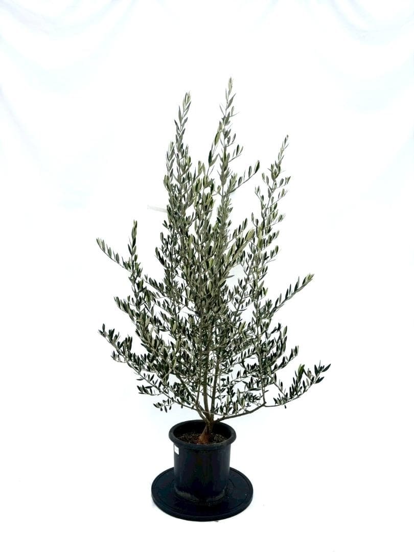 オリーブの木　ピクアル　8号　約160cm　NO.865　人気品種　現品掲載