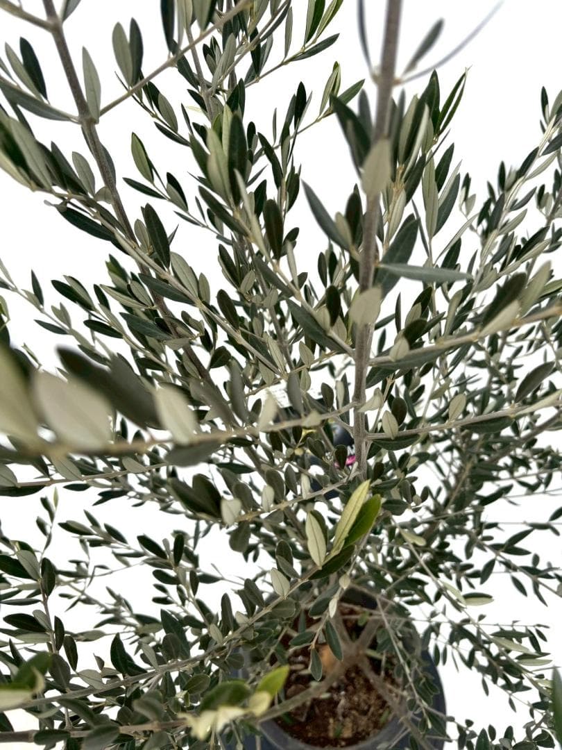 オリーブの木　ピクアル　8号　約160cm　NO.865　人気品種　現品掲載