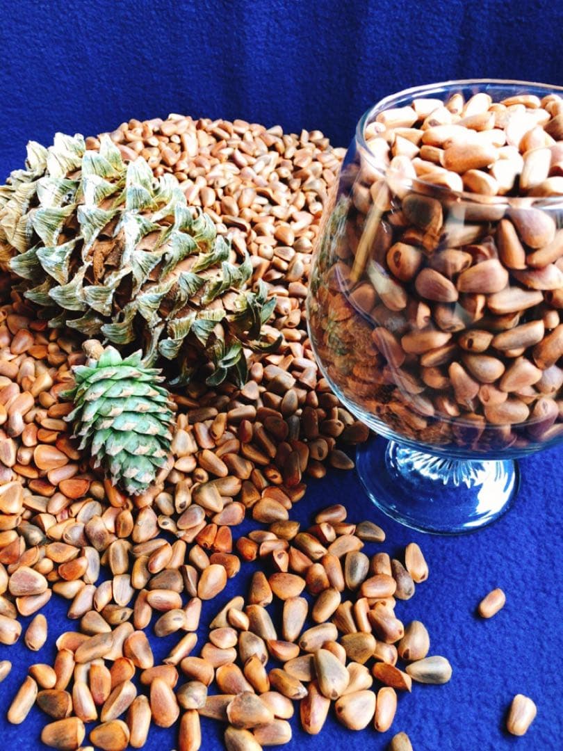 【ウサギちゃん】松ぼっくりNo.4(26個)+No.5(27個)