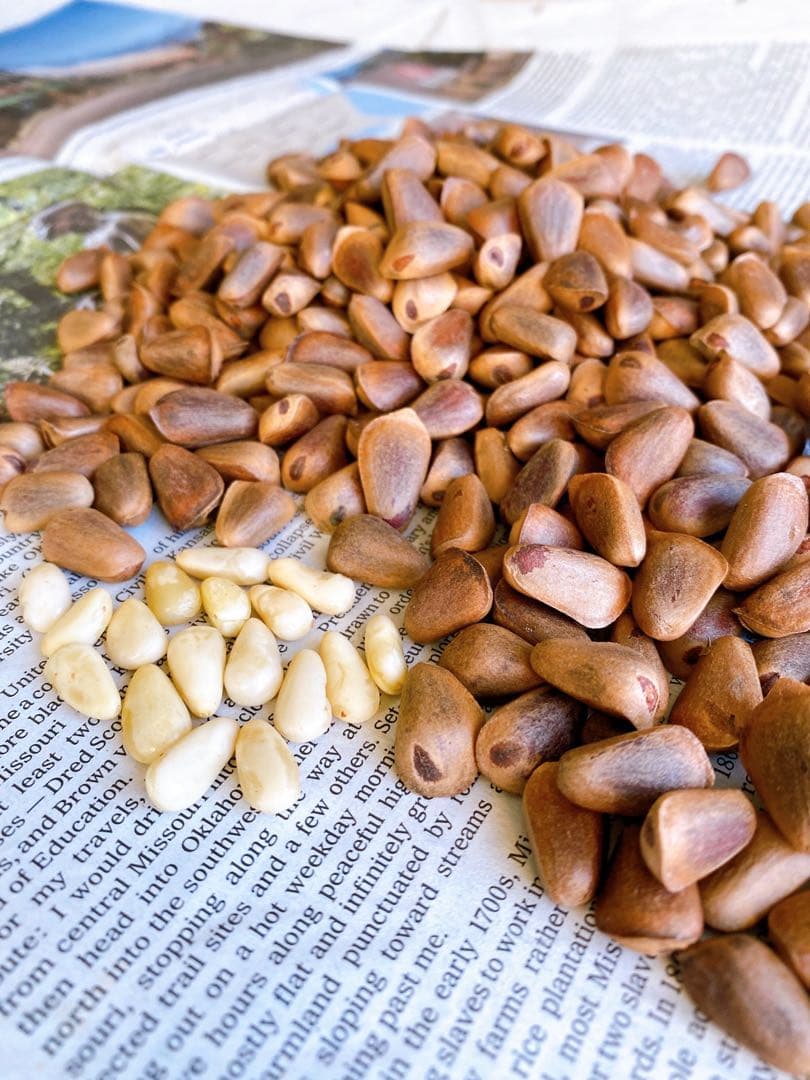 【ウサギちゃん】松ぼっくりNo.4(26個)+No.5(27個)