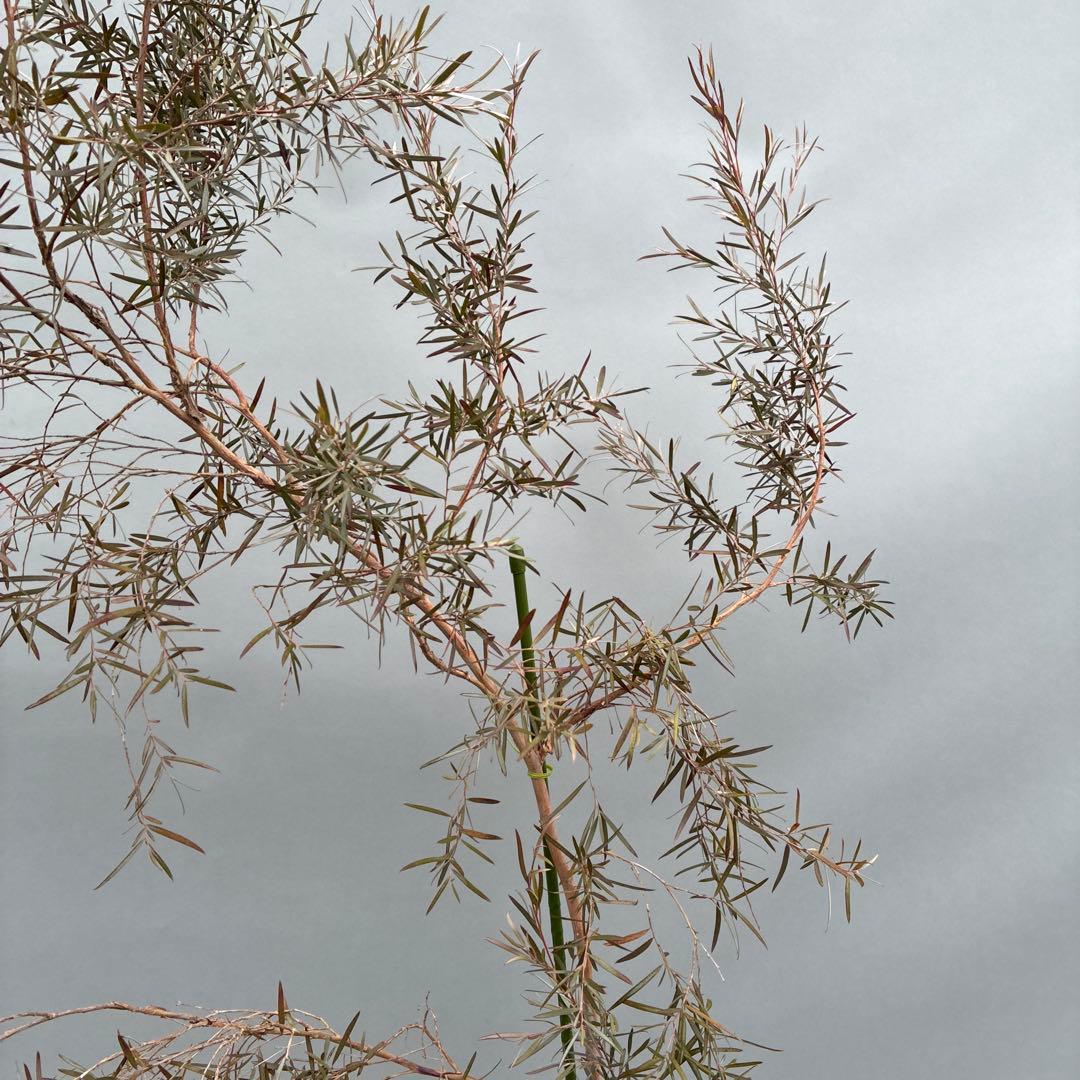 シルバーティーツリー