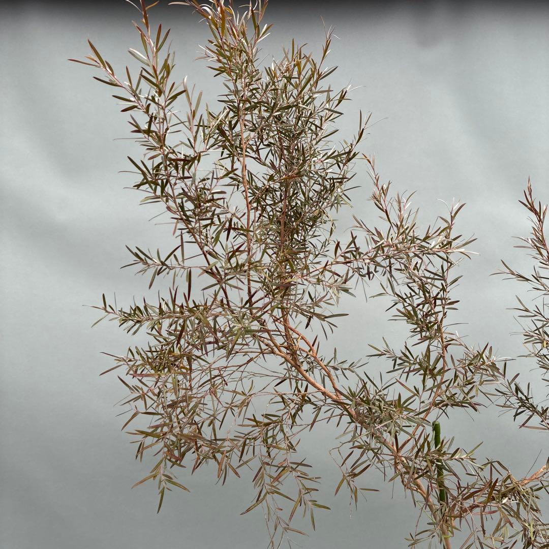 シルバーティーツリー