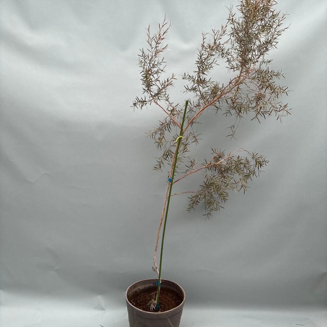 シルバーティーツリー