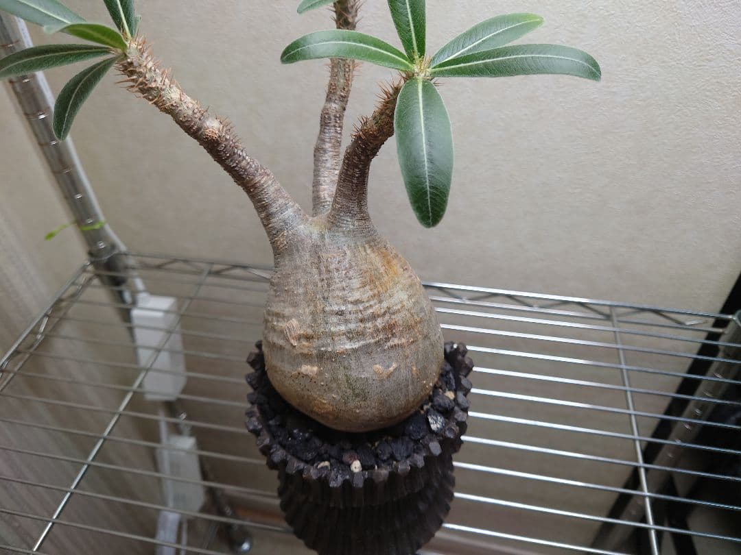 パキポディウム　グラキリス　発根済み