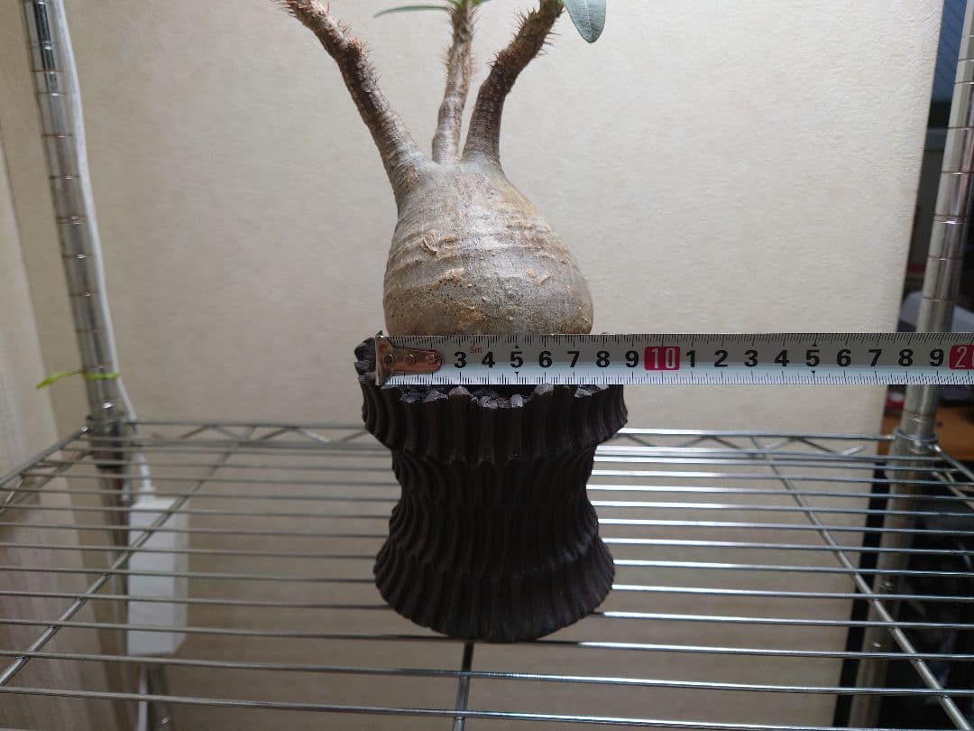 パキポディウム　グラキリス　発根済み