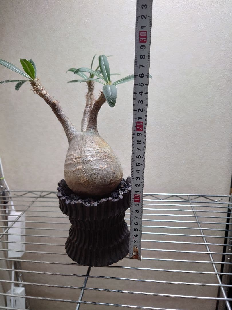 パキポディウム　グラキリス　発根済み