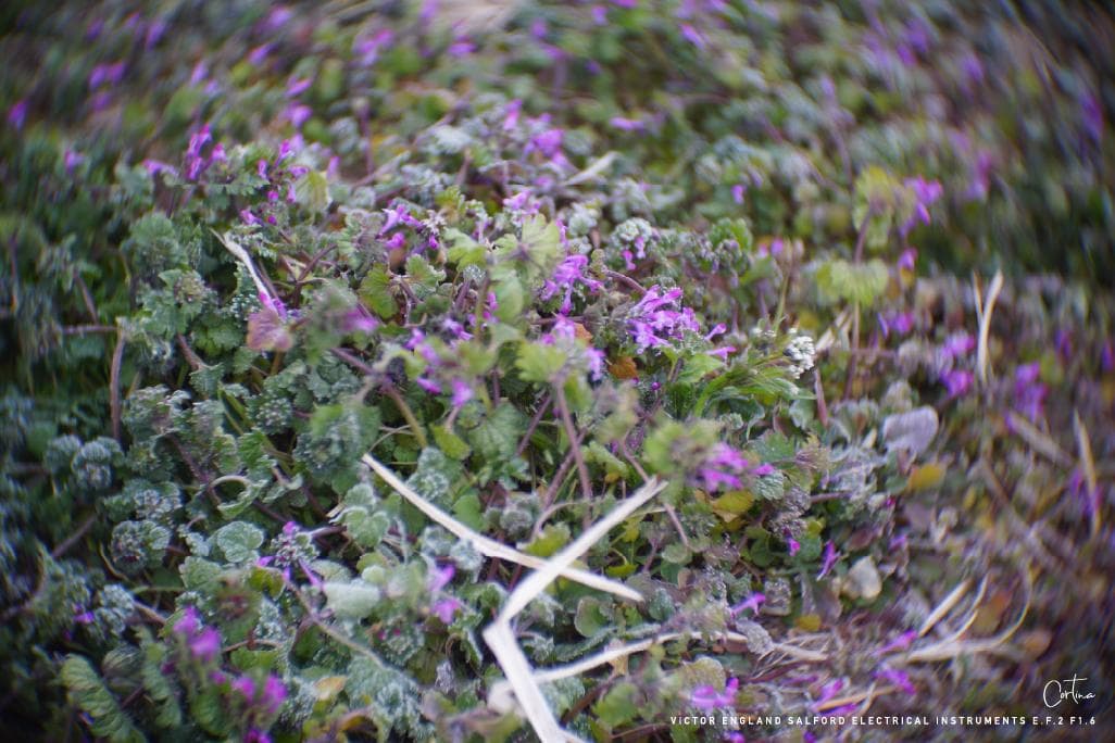 M42マウント VICTOR ENGLAND E.F.2 F1.6 ぐるぐるボケ
