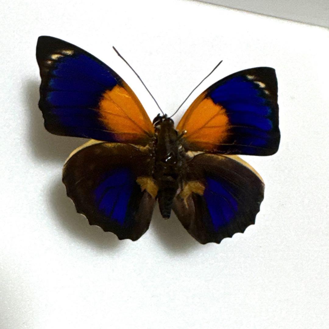 ミイロタテハ　ファルキドン.フルニエ　外国産　蝶標本　チョウ