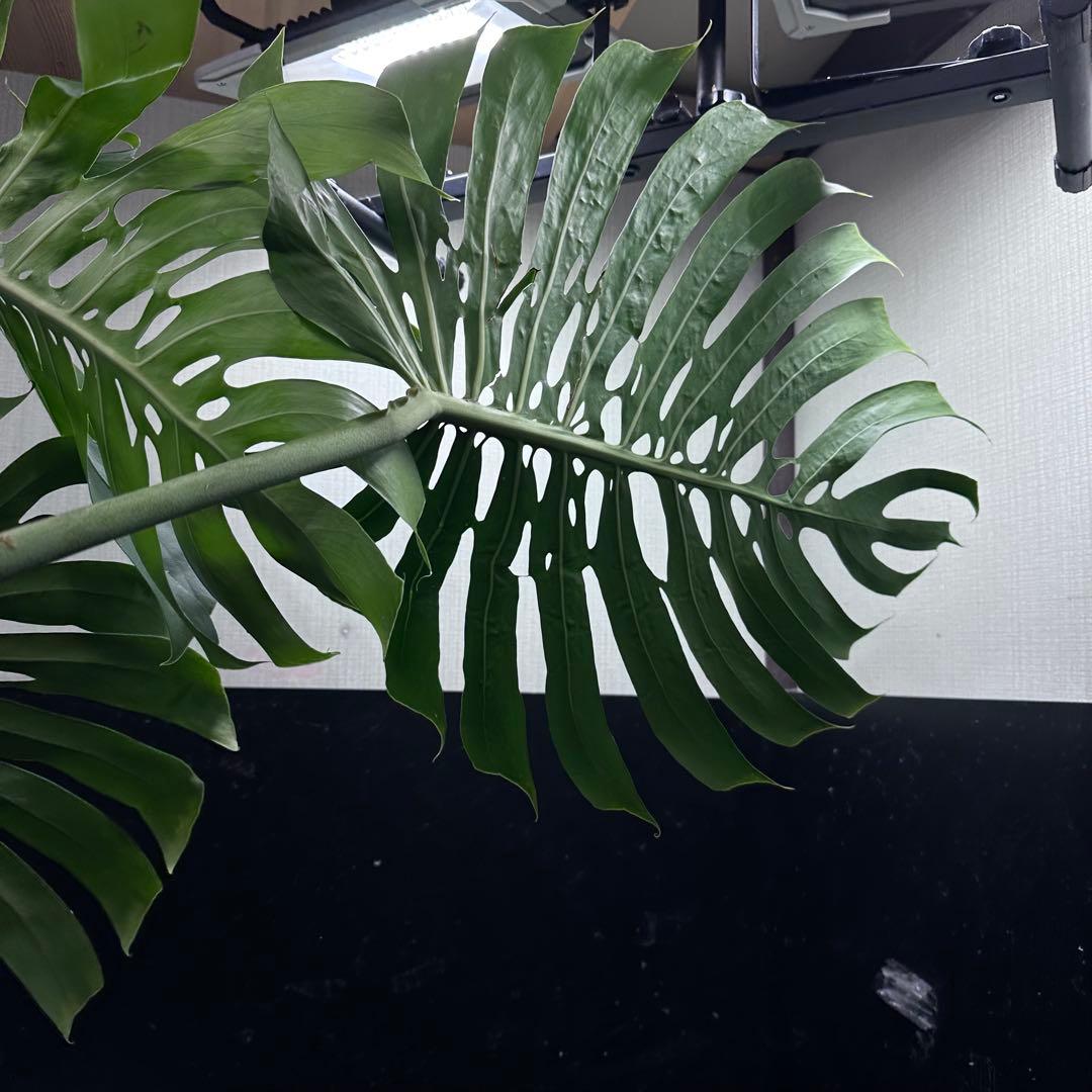モンステラデリシオーサマクロコズム超希少系統鉢植え74㎝レア