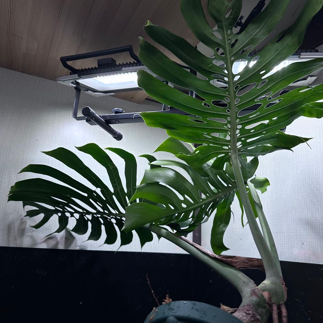 モンステラデリシオーサマクロコズム超希少系統鉢植え74㎝レア