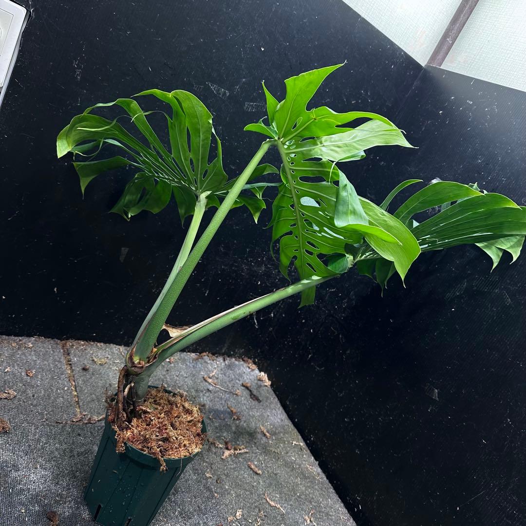 モンステラデリシオーサマクロコズム超希少系統鉢植え74㎝レア