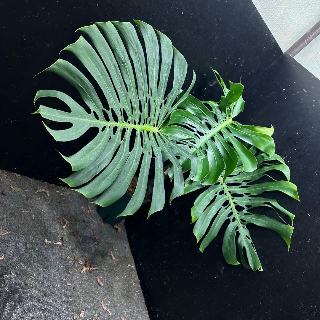 モンステラデリシオーサマクロコズム超希少系統鉢植え74㎝レア