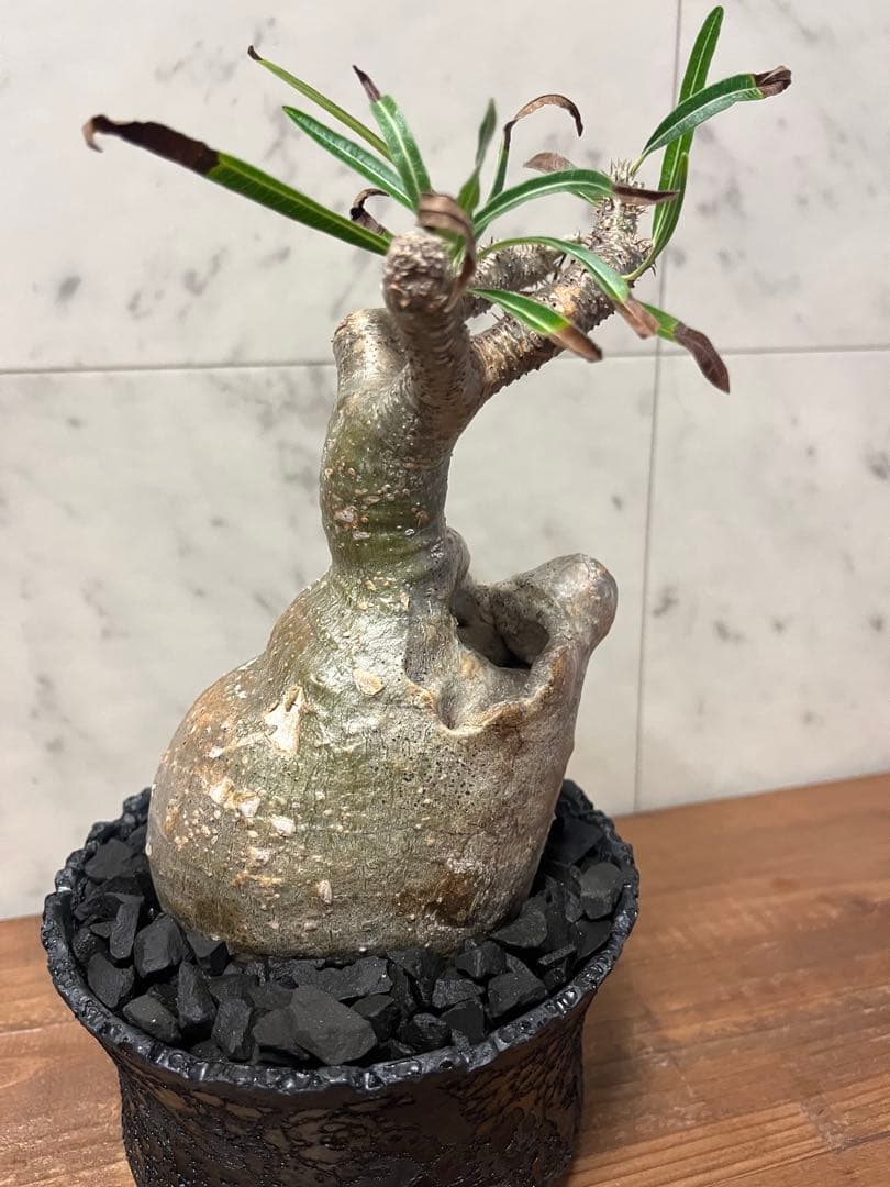 パキポディウム グラキリス 変態株