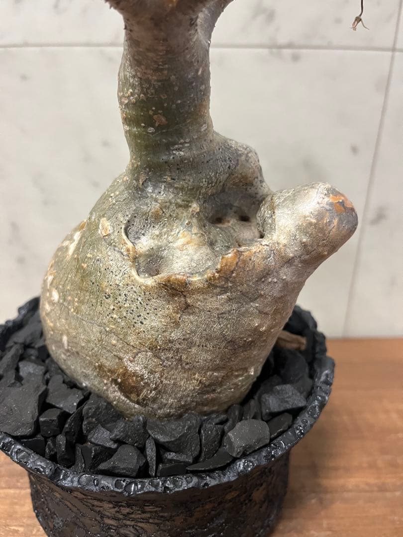 パキポディウム グラキリス 変態株