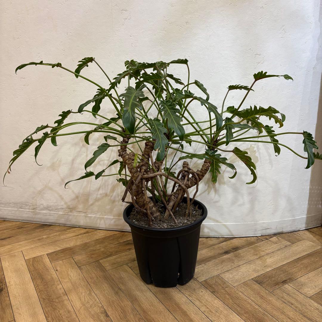 【大株美形】フィロデンドロン　クッカバラ　根上がり